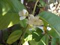 Brazilian guava